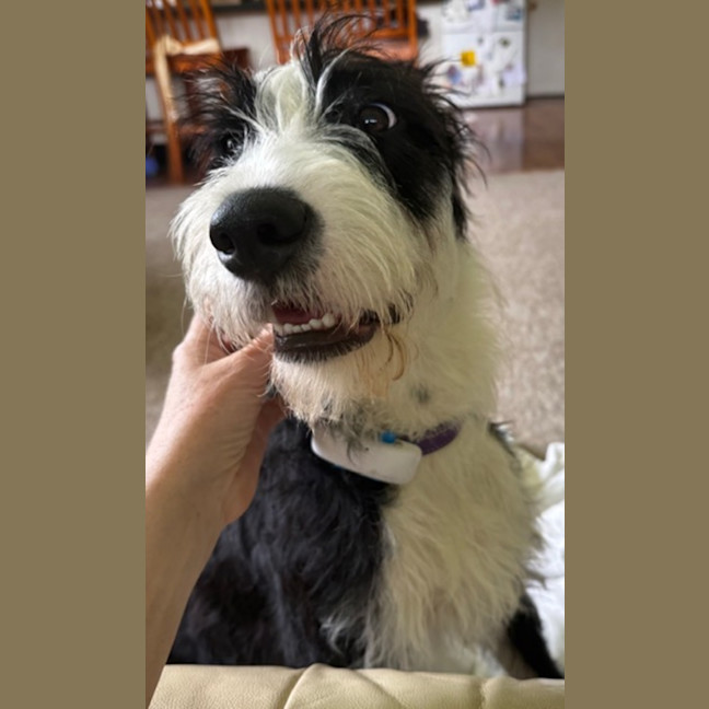 Photo of Whiskey