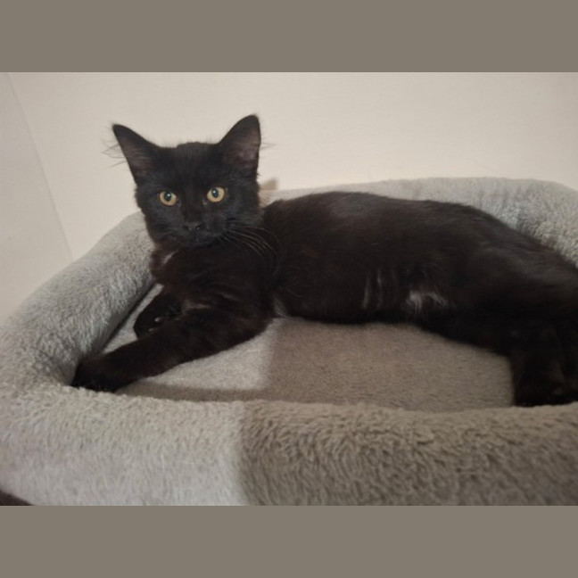 Photo of Salem