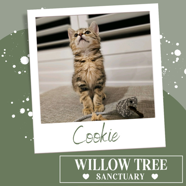 Photo of Cookie