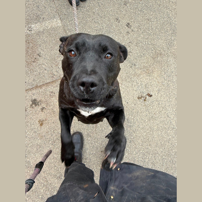 Photo of Gypsy
