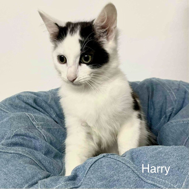 Photo of Harry