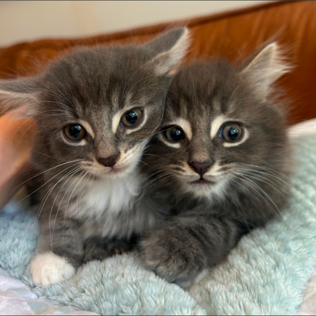 Photo of ❤️ Hamish & Hudson ❤️