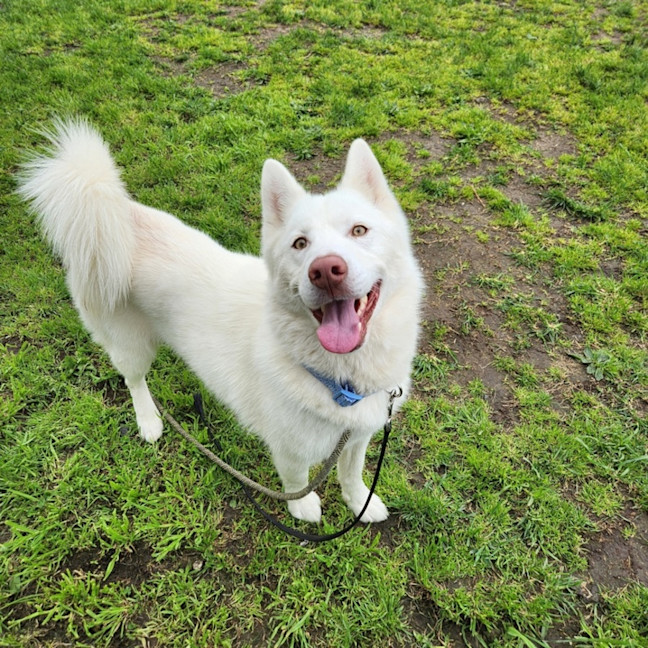 Photo of Luna (67077)