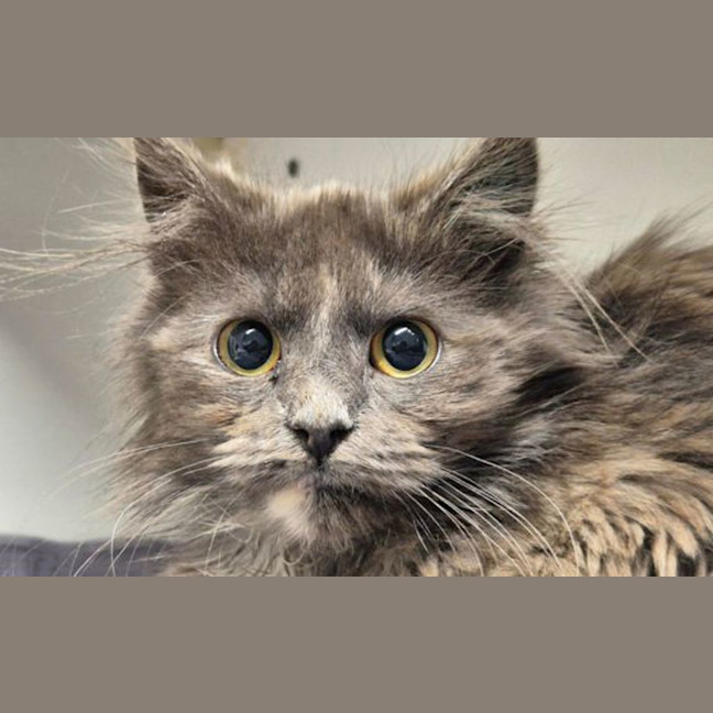 Photo of Dusty