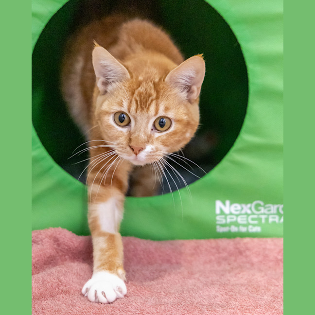 Photo of Carrot Cake