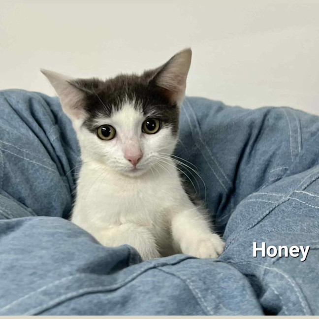 Photo of Honey