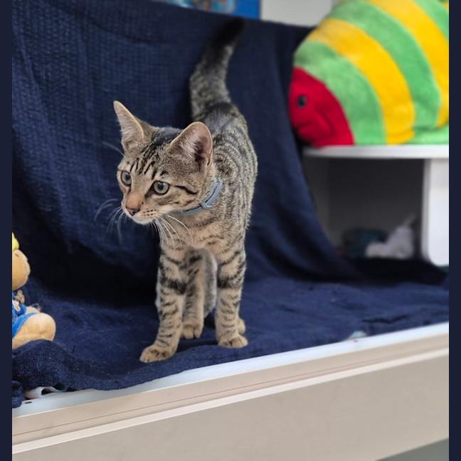 Photo of Polly (8966)