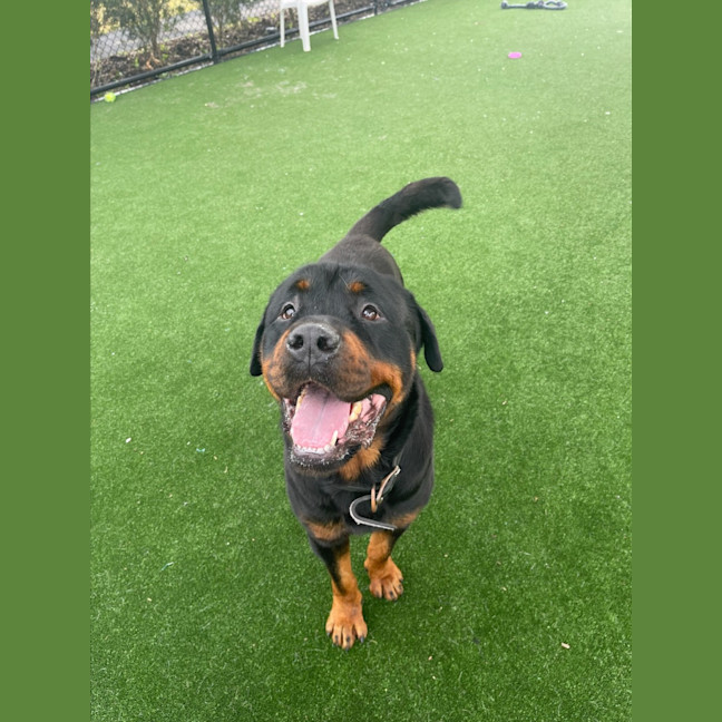 Photo of Bouncer Imp 1457