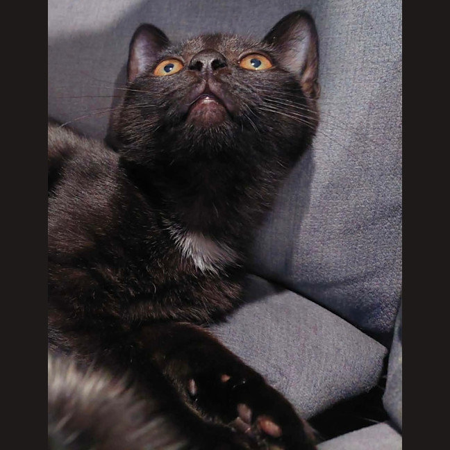 Photo of Oreo