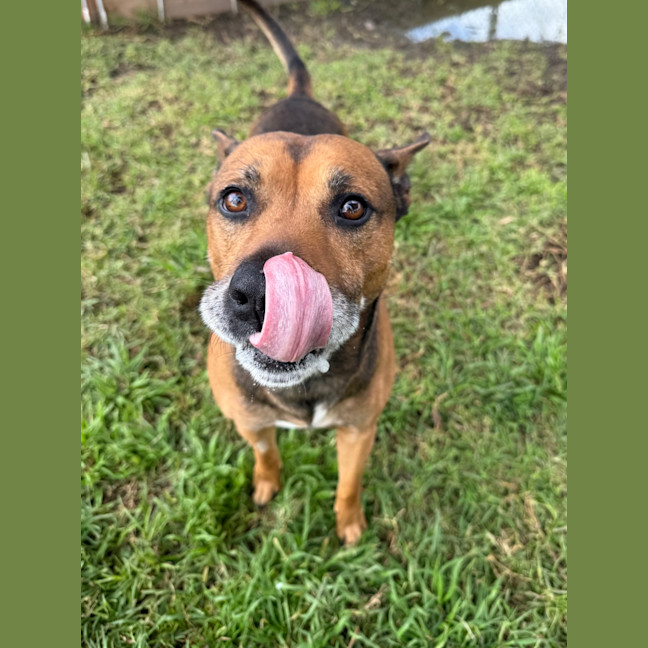 Photo of Scooby 