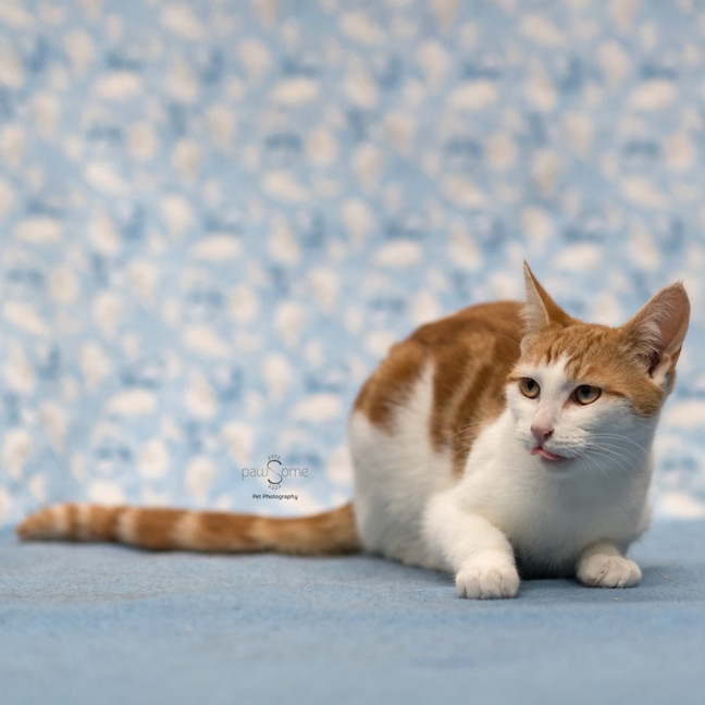 Photo of Mr. Smiley Meow ** 2nd Chance Cat Rescue**