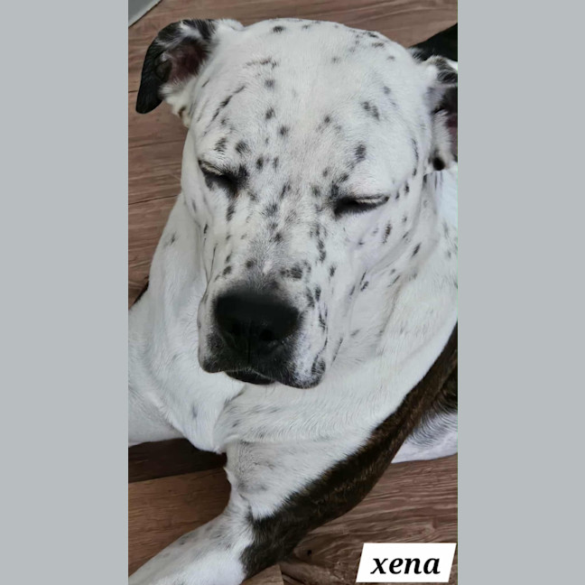 Photo of Xena