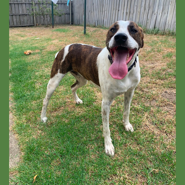 Photo of Buddy (61804)