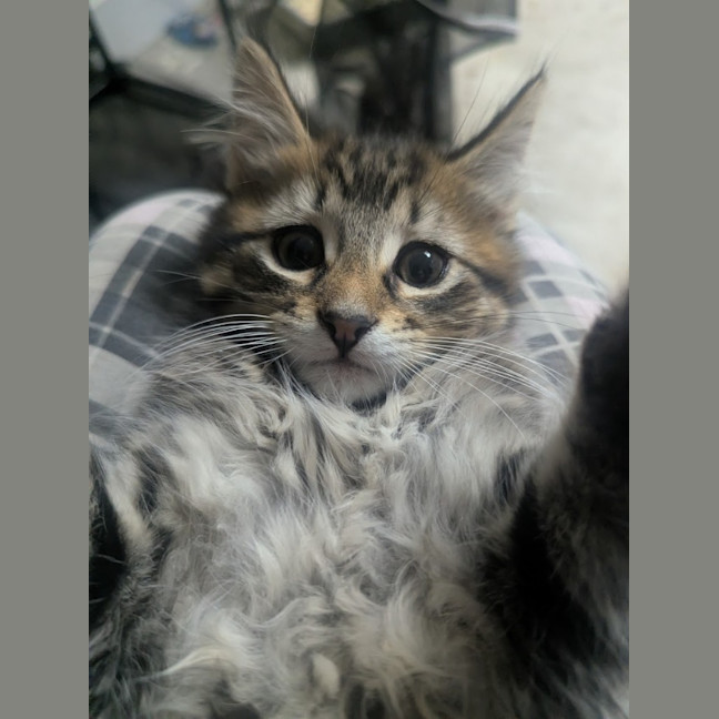 Photo of Riddle Clowder