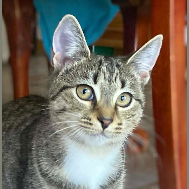 Photo of Bella