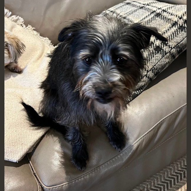 Photo of Jack (Aka Jack Sparrow)