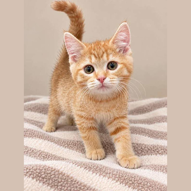Photo of Toffie