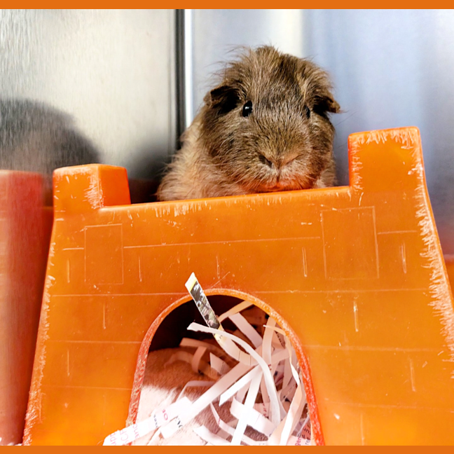 Photo of Rat