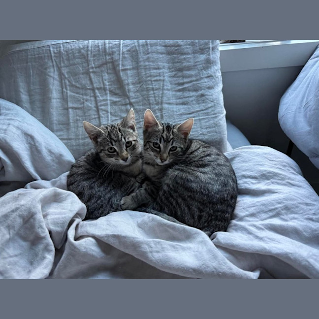 Photo of Bronwyn Meet Me@Petstock Keysborough 