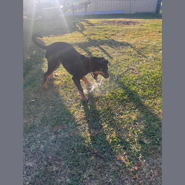 Photo of Jack   5 Month Old Kelpie X Staffy