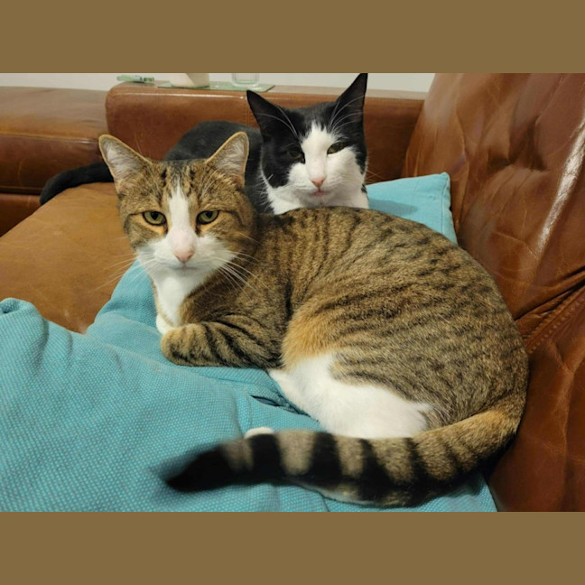 Photo of Loki & Pudding   Located In Coburg