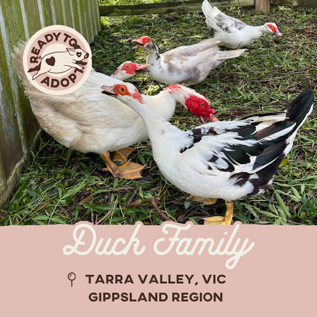 Photo of Mr. White, Mrs. White, Didi, Doris & Delilah