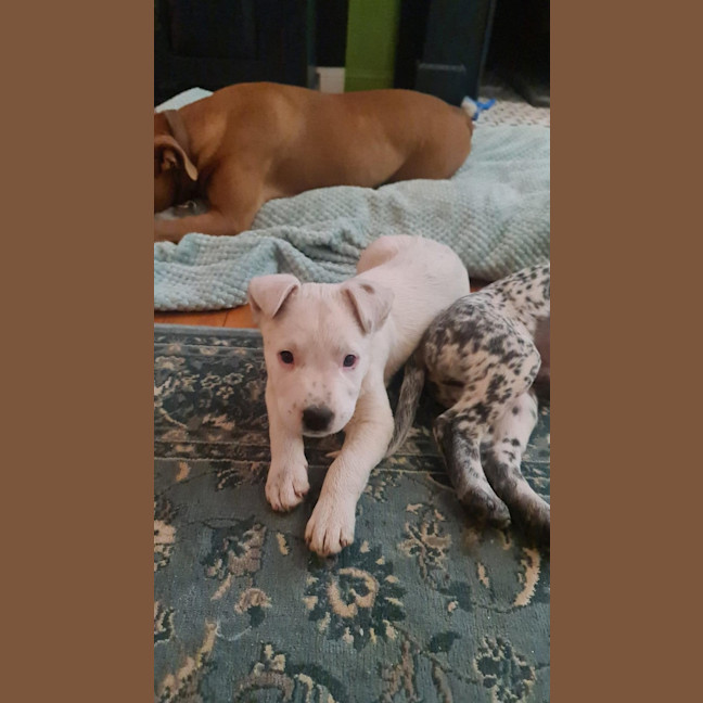 Photo of Finn