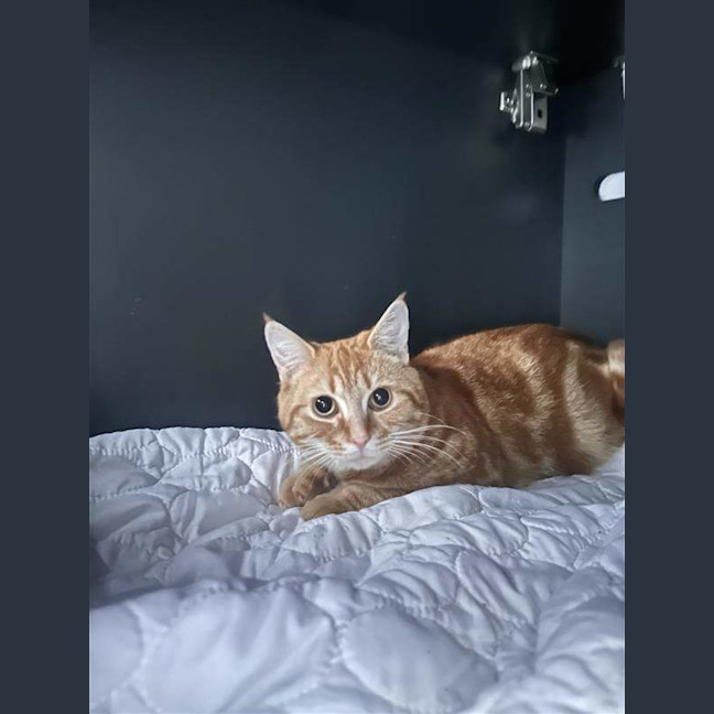 Photo of Peanut