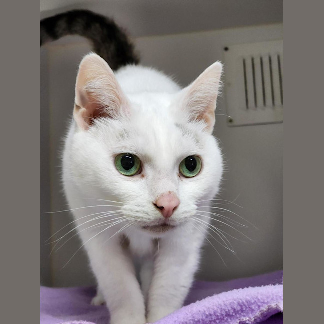 Photo of 🫶 Finn 6713 🫶