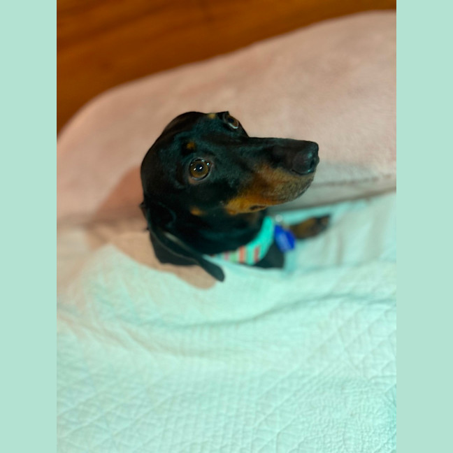 Photo of Lilah   4 Year Old Dachshund