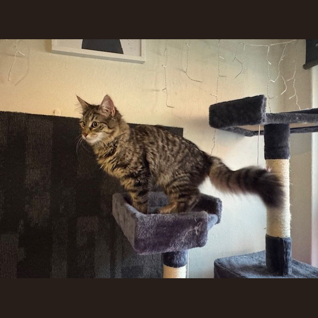 Photo of Pepper Paws