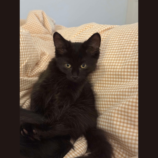 Photo of Adam And Alba   Beautifully Bonded ❤️