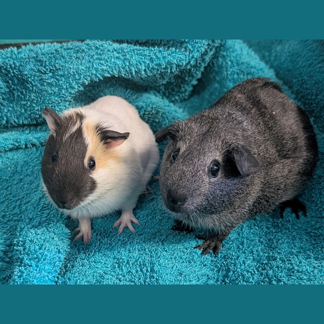 Photo of Penny