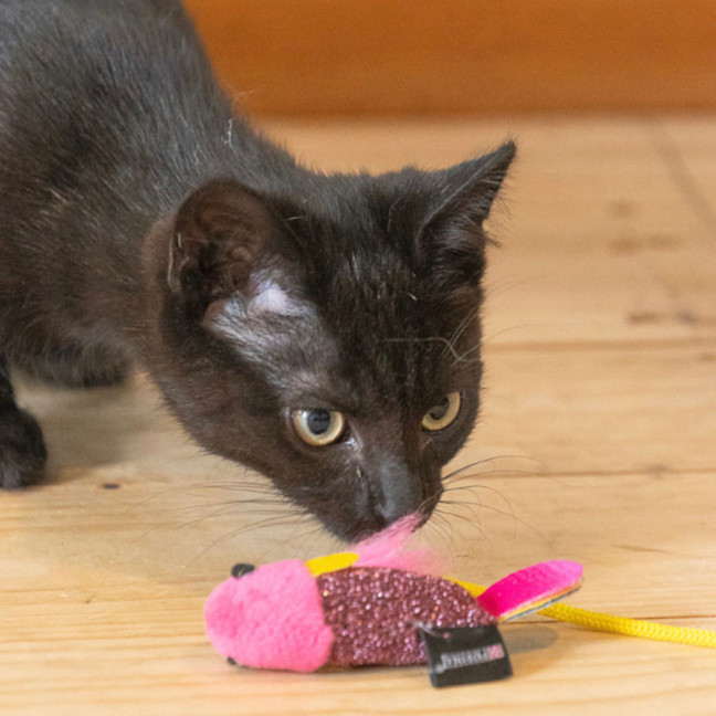 Photo of Blackie