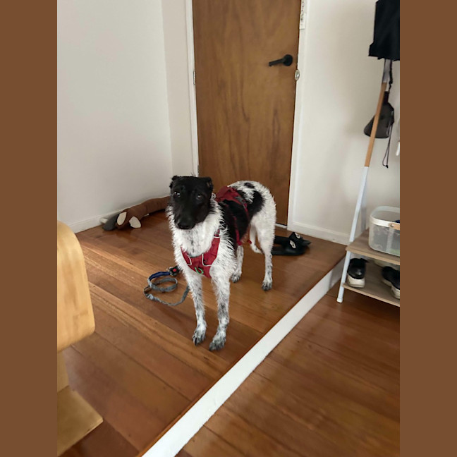 Photo of Jiji