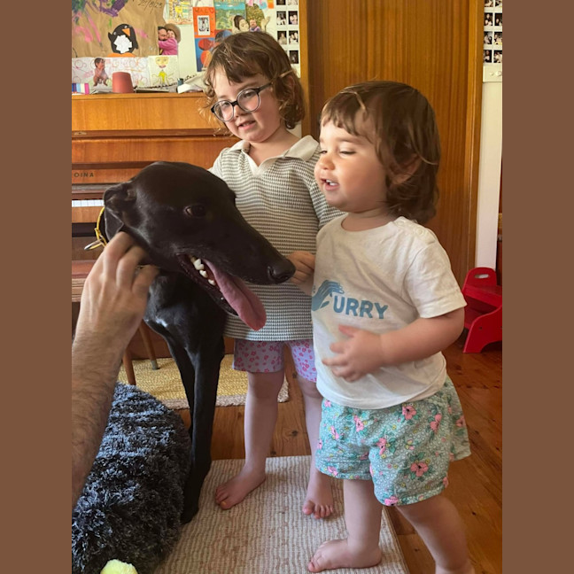 Photo of Egor, The Greyhound