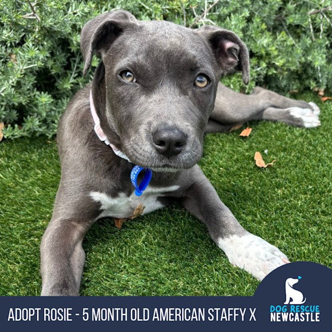 Photo of Rosie   5 Month Old American Staffy X