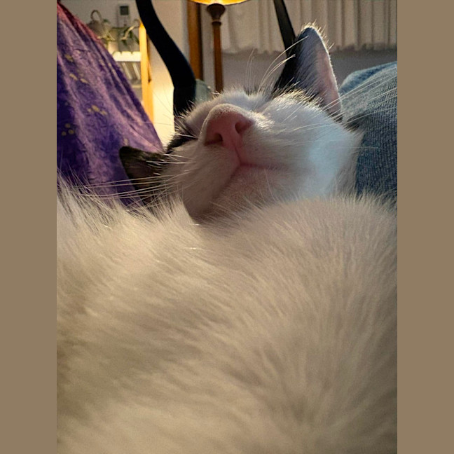 Photo of Louie