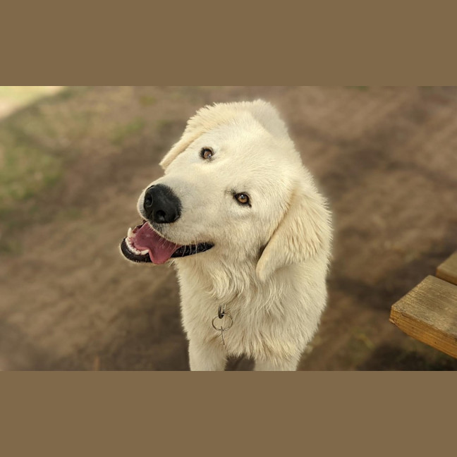 Photo of Belle