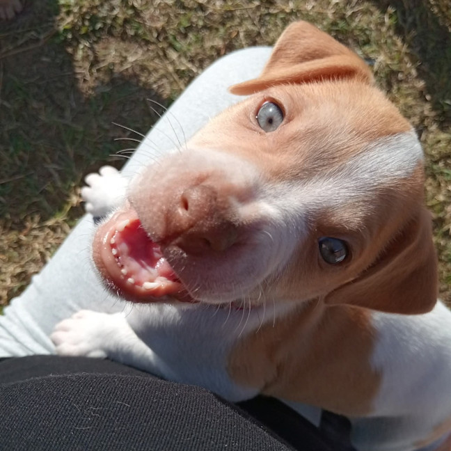 Photo of Gypsy