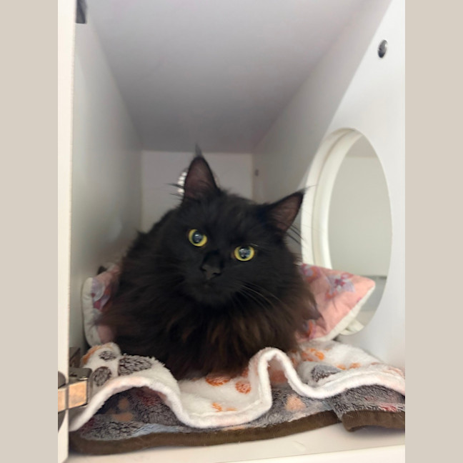 Photo of Liquorice