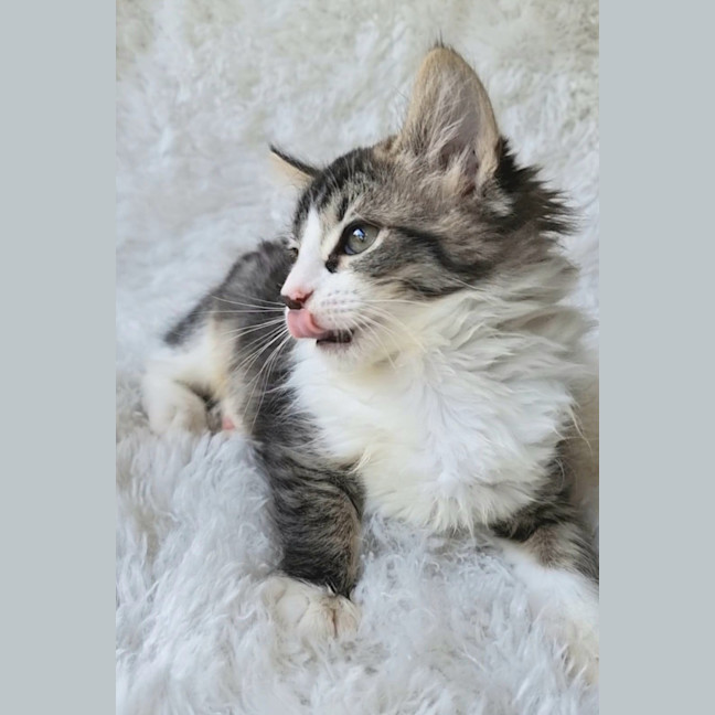 Photo of Charlotte