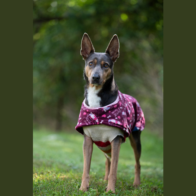 Photo of Daisy