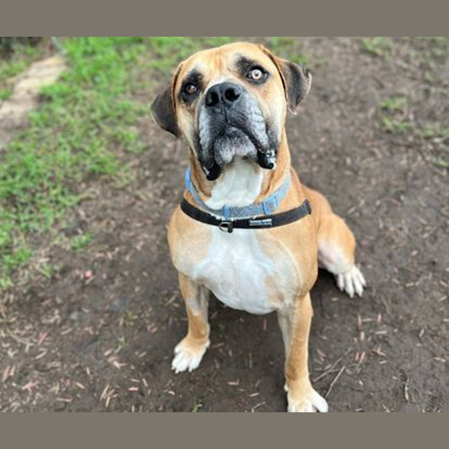 Photo of Goliath