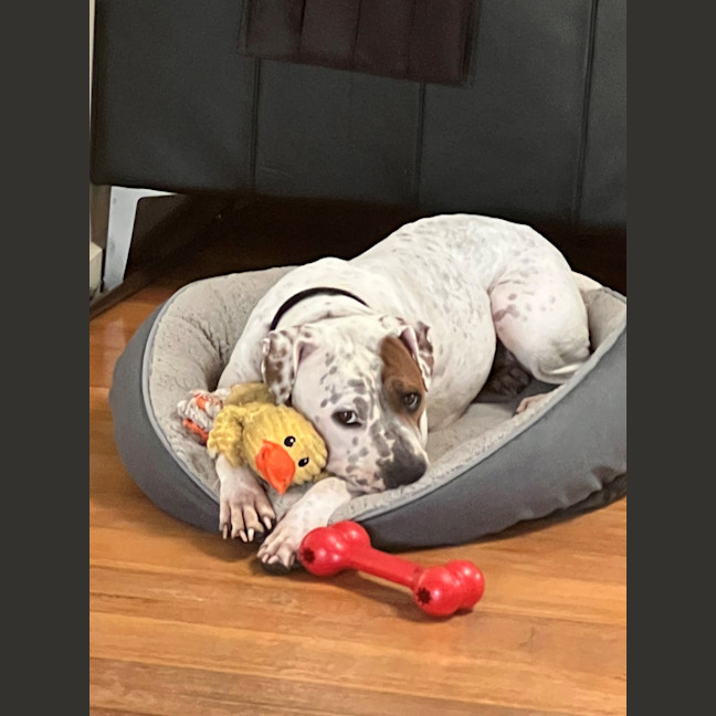 Photo of Sumo