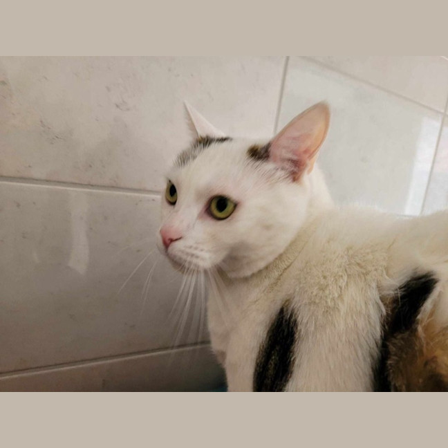 Photo of Tim Tam & Kit Kat