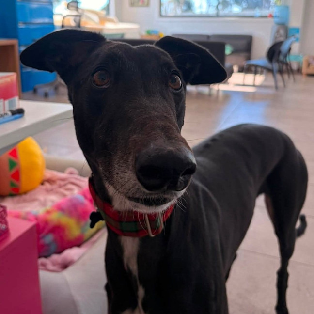 Photo of Banjo The Greyhound