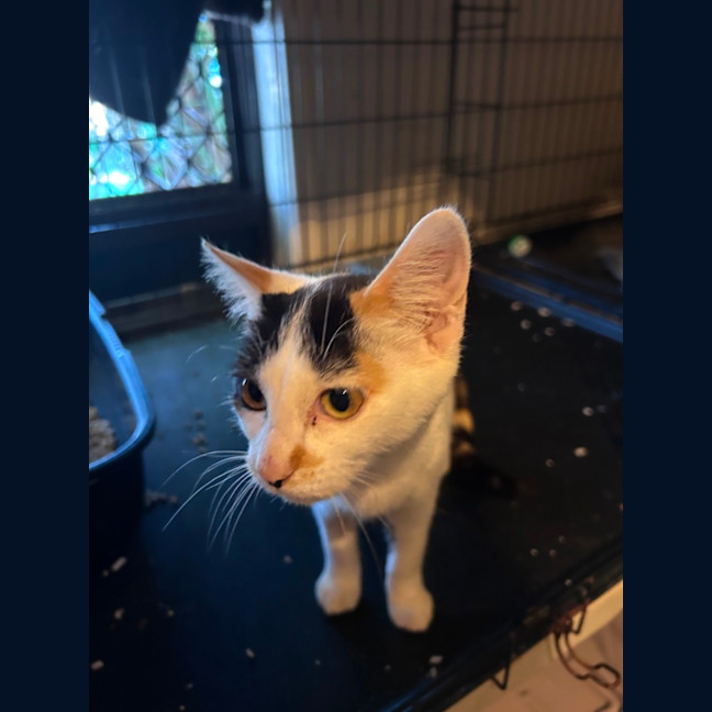 Photo of Samara 🌹