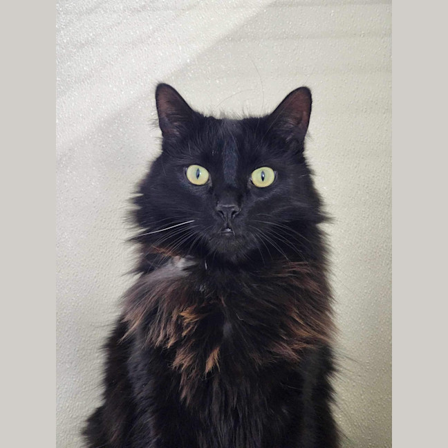 Photo of 🦁 Winston (Winnie) 5633🦁