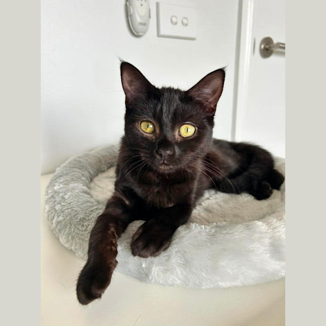 Photo of Ginnette *9 Lives Project Rescue*